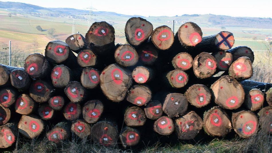 Eichensystem Holz Baumstämme
