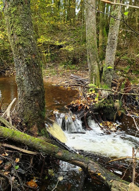 Blick auf den Traunbach bei Abentheuer 