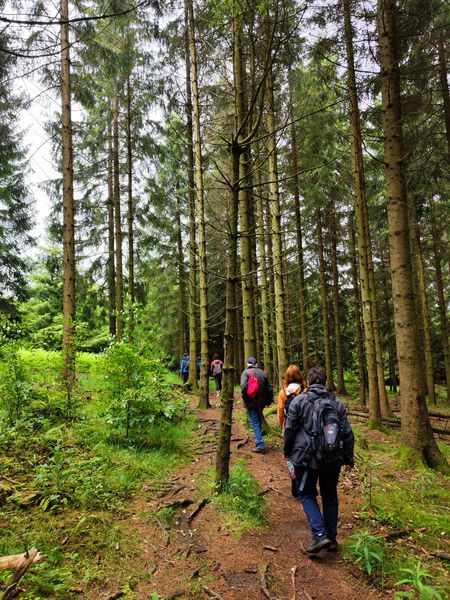 Teilnehmende bei der MINT-Wanderung  im Wald
