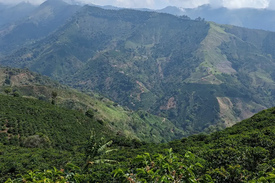 Kaffee-Plantage Berge Kolumbien