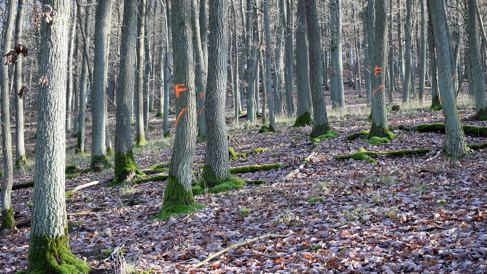 Eichensystem Bäume im Wald - Schwachholz