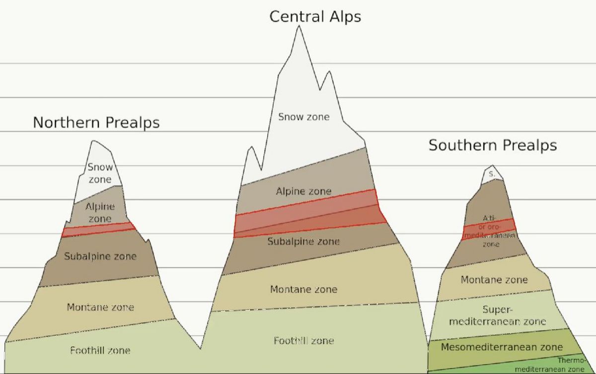 Alpine Ptarmigan in Motion